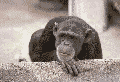 affe.gif (34779 bytes)